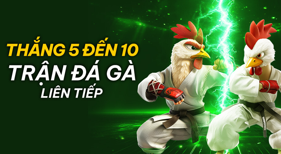 Thắng 5 Đến 10 Trận Đá Gà Liên Tiếp